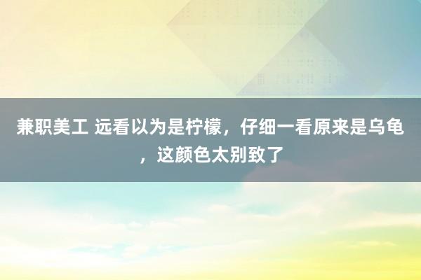 兼职美工 远看以为是柠檬，仔细一看原来是乌龟，这颜色太别致了